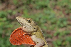 Anolis rubribarbaris