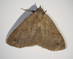 Ophyx eurrhoa
