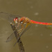 Highland Meadowhawk - Photo (c) Jim Johnson, some rights reserved (CC BY-NC-ND)