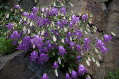Campanula kolenatiana