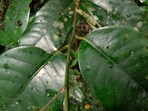 Myristica globosa (Myristica globosa)