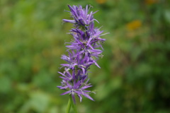 Asyneuma campanuloides