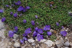 Campanula petrophila