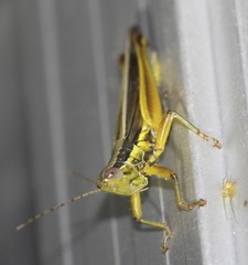 Bermius odontocercus