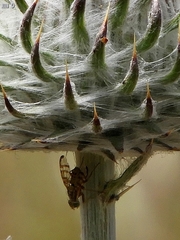 Terellia occidentalis