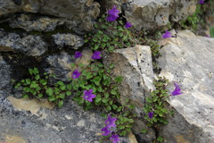 Campanula andina