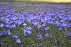 Campanula tridentata biebersteiniana