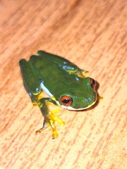 Schmidt's Mountain Brook Frog photo 3