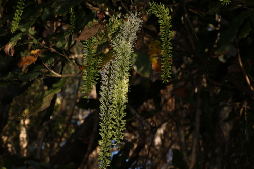 Macadamia integrifolia