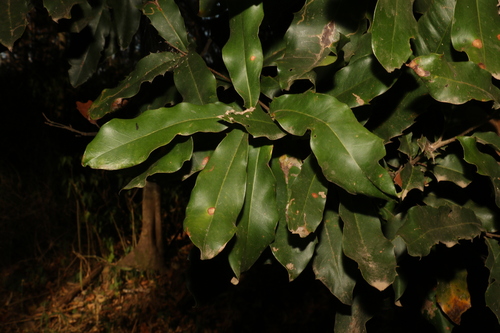 Macadamia integrifolia