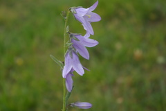 Campanula collina