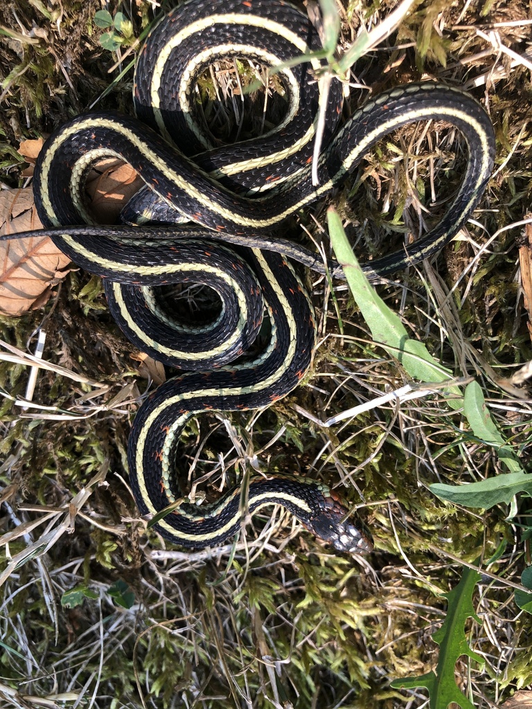 Common Garter Snake from Fraser Valley, CA-BC, CA on August 26, 2023 at ...