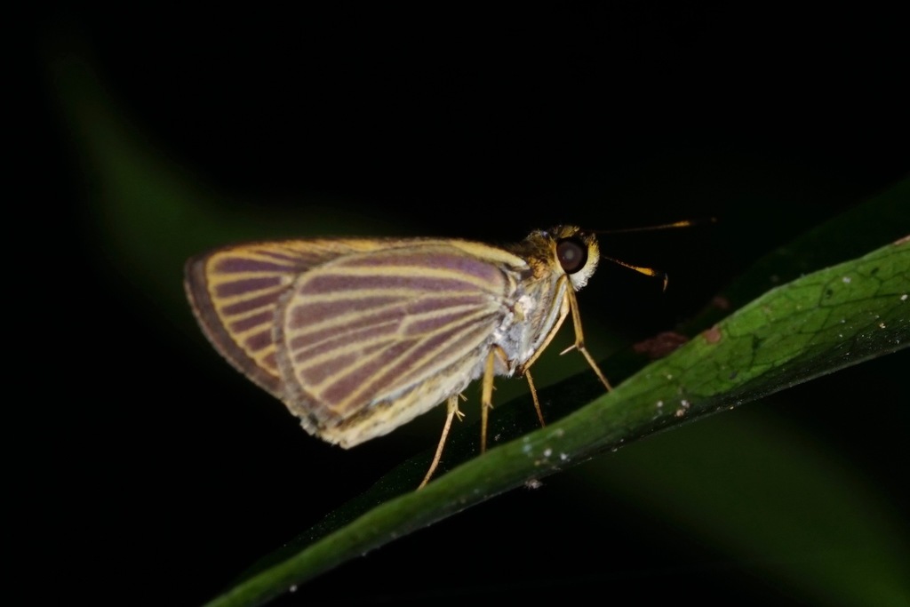 Decora Skipper