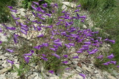 Campanula daghestanica