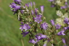 Campanula sibirica elatior