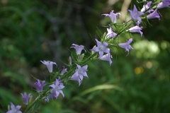 Campanula rapunculus lambertiana