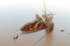 Diasemia grammalis