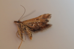 Diasemia grammalis