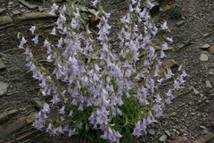 Campanula sarmatica