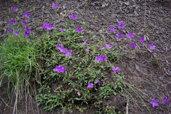 Campanula stevenii