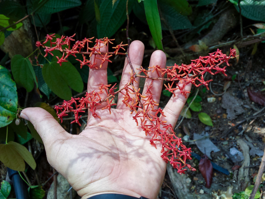 Renanthera elongata