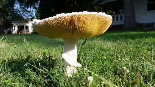 Saproamanita image