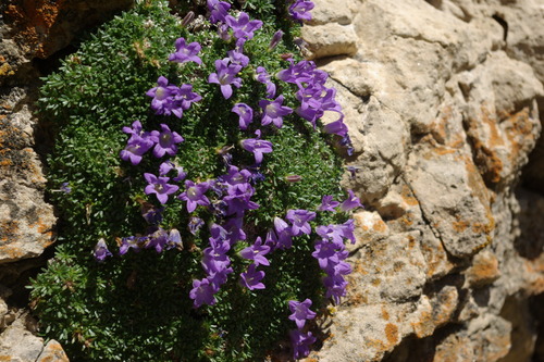Muehlbergella oweriana