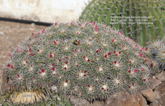 Mammillaria compressa