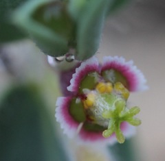 Euphorbia acuta