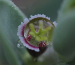 Euphorbia acuta