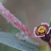 Euphorbia acuta - Photo (c) Nathan Taylor, algunos derechos reservados (CC BY-NC), uploaded by Nathan Taylor