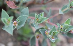 Euphorbia acuta