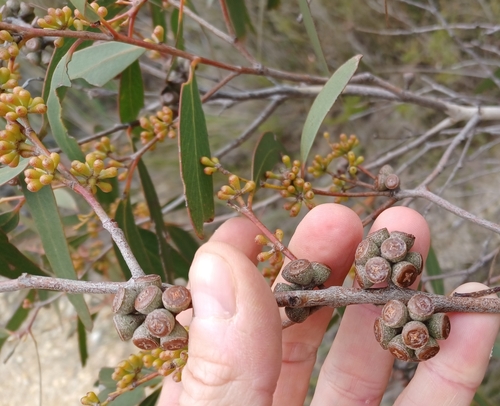 Grampians peppermint (Eucalyptus falciformis)