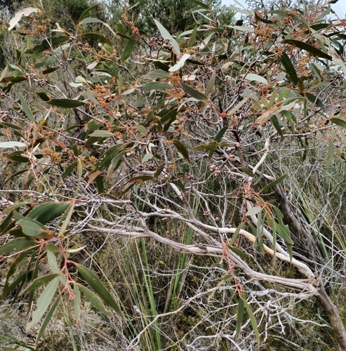 Image of Eucalyptus falciformis by (c) Peter Crowcroft, some rights reserved (CC BY)