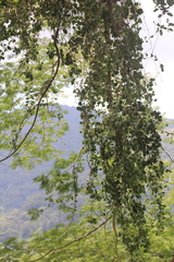 Struthanthus interruptus