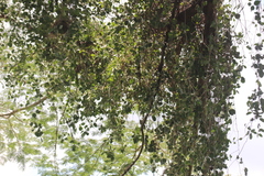 Struthanthus interruptus