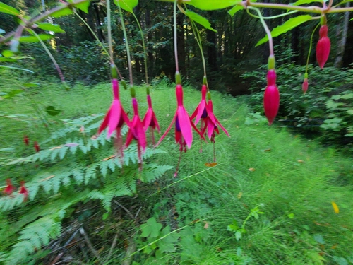 Fuchsia magellanica