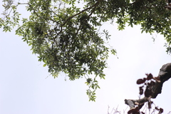 Struthanthus interruptus