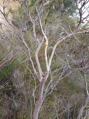 Image of Eucalyptus falciformis by (c) Peter Crowcroft, some rights reserved (CC BY)