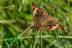 Junonia zonalis