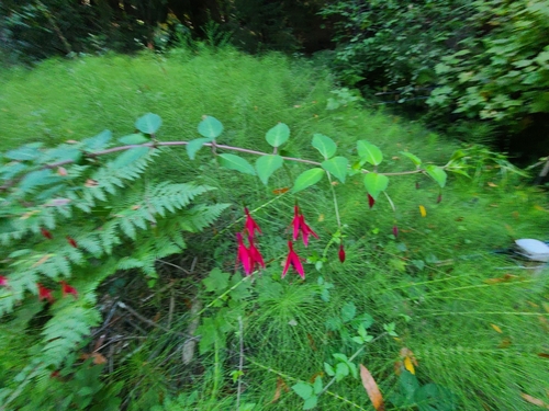 Fuchsia magellanica