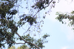 Struthanthus interruptus