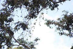 Struthanthus interruptus