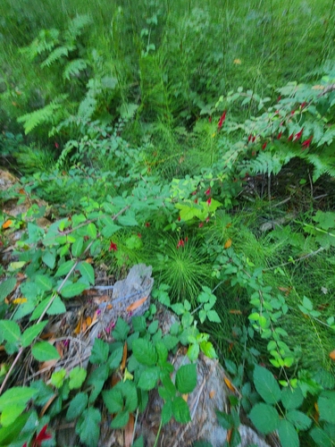 Fuchsia magellanica