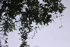 Struthanthus interruptus