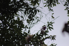 Struthanthus interruptus