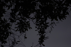 Struthanthus interruptus