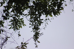 Struthanthus interruptus