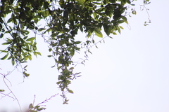 Struthanthus interruptus