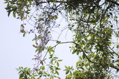 Struthanthus interruptus